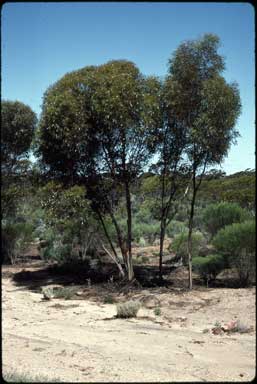 APII jpeg image of Eucalyptus annulata  © contact APII