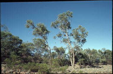 APII jpeg image of Eucalyptus morrisii  © contact APII