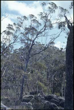 APII jpeg image of Eucalyptus olsenii  © contact APII