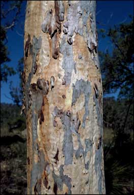 APII jpeg image of Eucalyptus pachycalyx  © contact APII