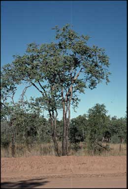 APII jpeg image of Corymbia setosa  © contact APII