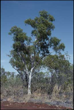 APII jpeg image of Eucalyptus umbrawarrensis  © contact APII