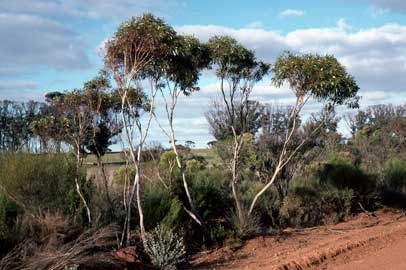 APII jpeg image of Eucalyptus albida  © contact APII