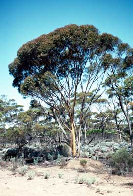 APII jpeg image of Eucalyptus annulata  © contact APII