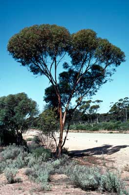 APII jpeg image of Eucalyptus annulata  © contact APII