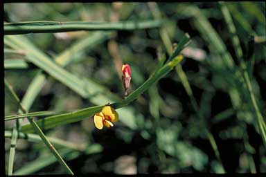 APII jpeg image of Bossiaea ensata  © contact APII