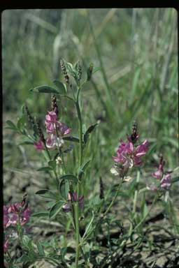 APII jpeg image of Indigofera trita  © contact APII