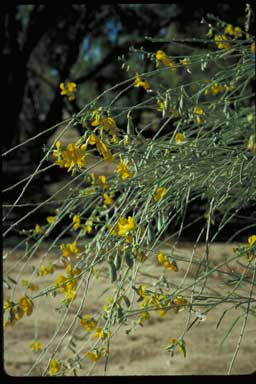 APII jpeg image of Crotalaria eremaea  © contact APII