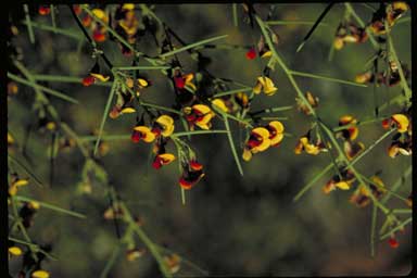 APII jpeg image of Daviesia genistifolia  © contact APII