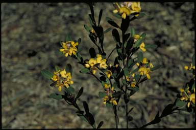 APII jpeg image of Pultenaea daphnoides  © contact APII