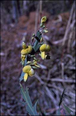 APII jpeg image of Bossiaea bossiaeoides  © contact APII