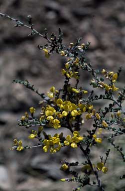 APII jpeg image of Bossiaea foliosa  © contact APII