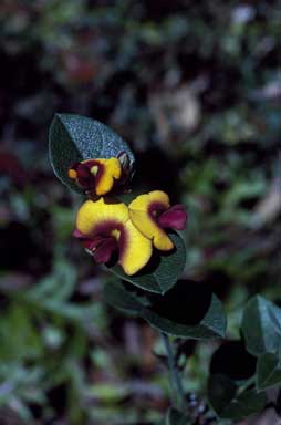 APII jpeg image of Bossiaea ornata  © contact APII