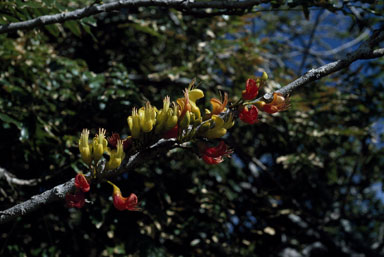 APII jpeg image of Castanospermum australe  © contact APII