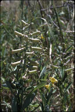 APII jpeg image of Crotalaria retusa  © contact APII