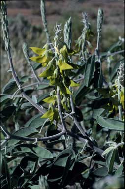 APII jpeg image of Crotalaria cunninghamii  © contact APII