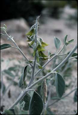 APII jpeg image of Crotalaria cunninghamii  © contact APII