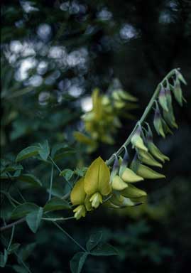 APII jpeg image of Crotalaria laburnifolia  © contact APII