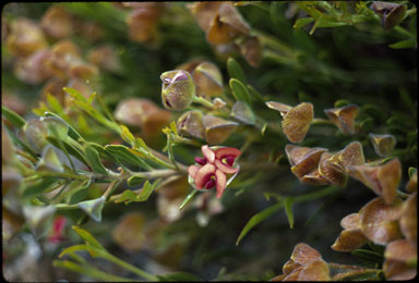 APII jpeg image of Daviesia alternifolia  © contact APII