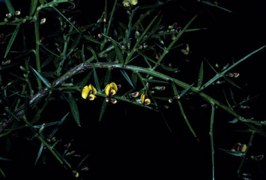 APII jpeg image of Daviesia ulicifolia  © contact APII