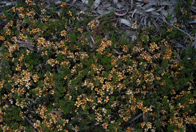 APII jpeg image of Dillwynia phylicoides  © contact APII