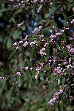 APII jpeg image of Hovea acutifolia  © contact APII