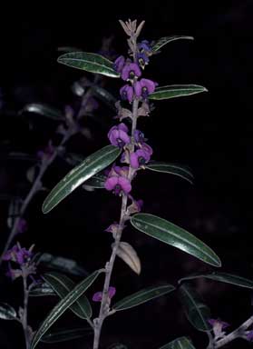 APII jpeg image of Hovea lanceolata  © contact APII