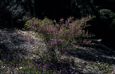 APII jpeg image of Indigofera australis  © contact APII