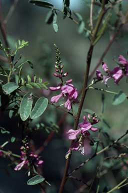 APII jpeg image of Indigofera australis  © contact APII