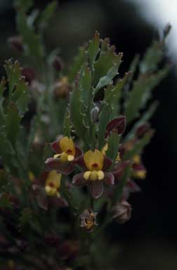 APII jpeg image of Jacksonia sp. Collie  © contact APII