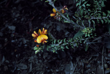 APII jpeg image of Pultenaea procumbens  © contact APII