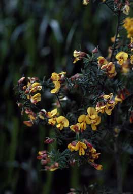 APII jpeg image of Pultenaea vrolandii  © contact APII