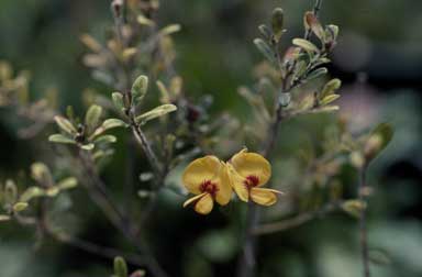 APII jpeg image of Pultenaea tarik  © contact APII