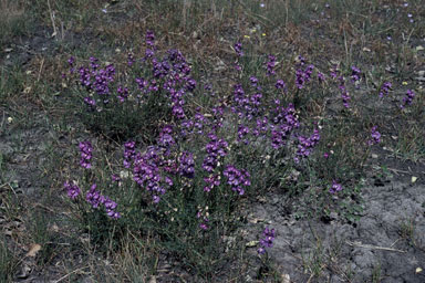 APII jpeg image of Swainsona procumbens  © contact APII