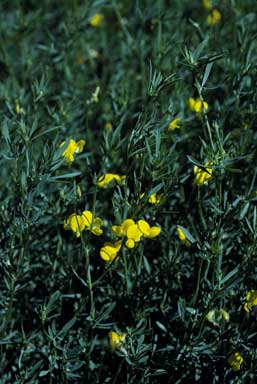 APII jpeg image of Lotus corniculatus  © contact APII