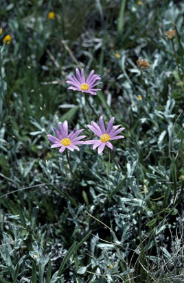 APII jpeg image of Calotis scabiosifolia var. integrifolia  © contact APII