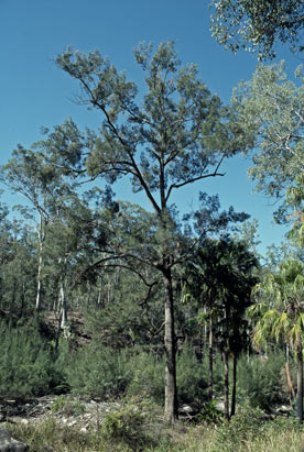 APII jpeg image of Casuarina cunninghamiana  © contact APII