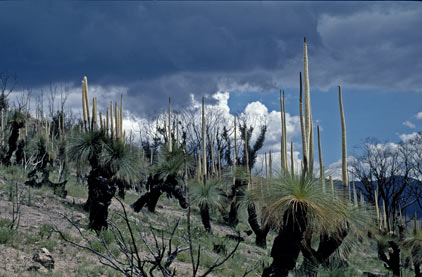 APII jpeg image of Xanthorrhoea glauca subsp. angustifolia  © contact APII