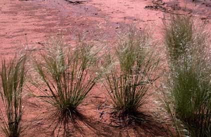 APII jpeg image of Austrostipa nodosa  © contact APII