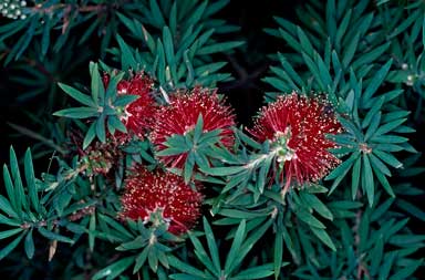 APII jpeg image of Callistemon montanus  © contact APII