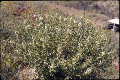 APII jpeg image of Goodenia chambersii  © contact APII