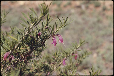 APII jpeg image of Eremophila latrobei subsp. glabra  © contact APII