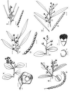 APII jpeg image of Acacia xanthina,<br/>Acacia telmica,<br/>Acacia cupularis,<br/>Acacia startii,<br/>Acacia didyma,<br/>Acacia rostellifera  © contact APII