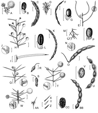 APII jpeg image of Acacia brownii,<br/>Acacia sedifolia subsp. pulvinata,<br/>Acacia sedifolia subsp. sedifolia,<br/>Acacia genistifolia,<br/>Acacia brachycarpa,<br/>Acacia ulicifolia,<br/>Acacia phasmoides,<br/>Acacia aculeatissima  © contact APII