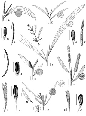 APII jpeg image of Acacia oligoneura,<br/>Acacia binervia,<br/>Acacia polyadenia,<br/>Acacia drepanocarpa subsp. latifolia,<br/>Acacia burrowii,<br/>Acacia ptychophylla,<br/>Acacia drepanocarpa subsp. drepanocarpa  © contact APII