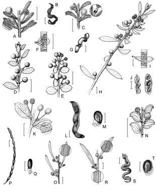 APII jpeg image of Acacia consobrina,<br/>Acacia pelophila,<br/>Acacia chrysopoda,<br/>Acacia flavipila var. ovalis,<br/>Acacia trulliformis,<br/>Acacia vittata,<br/>Acacia kingiana,<br/>Acacia loxophylla,<br/>Acacia flavipila var. flavipila  © contact APII