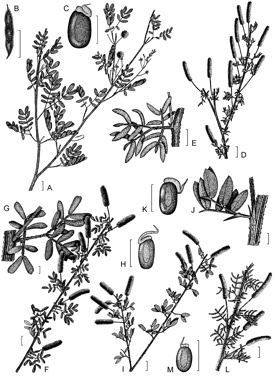 APII jpeg image of Acacia drummondii subsp. elegans,<br/>Acacia gilbertii,<br/>Acacia drummondii subsp. drummondii,<br/>Acacia drummondii subsp. candolleana,<br/>Acacia drummondii subsp. affinis  © contact APII