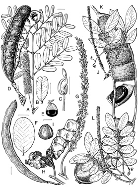 APII jpeg image of Entada rheedii,<br/>Entada phaseoloides,<br/>Adenanthera abrosperma,<br/>Adenanthera pavonina  © contact APII