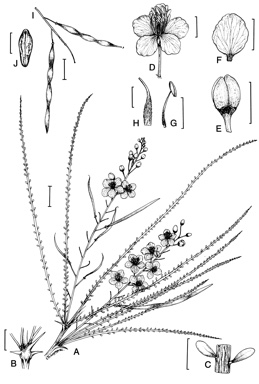 APII jpeg image of Parkinsonia aculeata  © contact APII