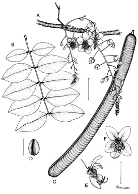 APII jpeg image of Cassia fistula  © contact APII